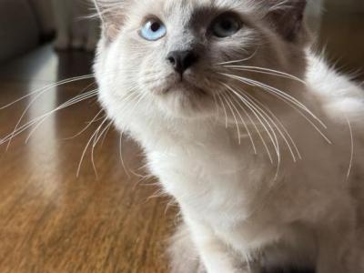 Love - Siamese - Gallery Photo #1
