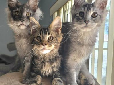 Maine Coon Kittens Males And Females - Maine Coon - Gallery Photo #1