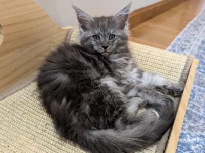 Mr Blue - Maine Coon - Gallery Photo #1