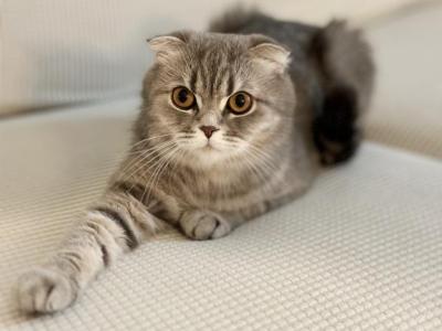 Mia - Scottish Fold - Gallery Photo #1