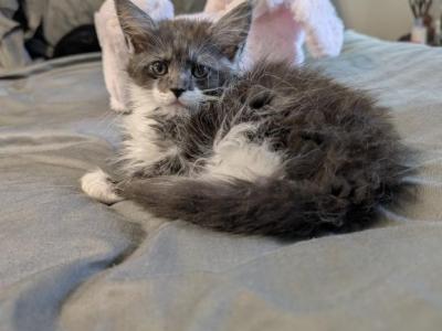 Muffins - Maine Coon - Gallery Photo #1