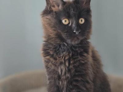 Female Maine Coon - Maine Coon - Gallery Photo #1