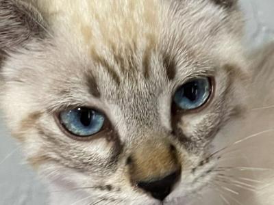 Seal Lynx Deep Blue Eyes - Bengal - Gallery Photo #1