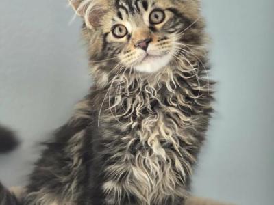 Adorable MaineCoon Male - Maine Coon - Gallery Photo #1