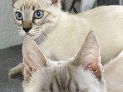 Seal Lynx Deep Blue Eyes - Bengal - Gallery Photo #1