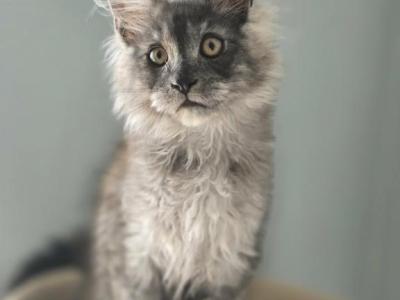 Maine Coon Beautiful Black Smoke Male - Maine Coon - Gallery Photo #1