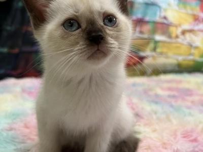 Miss Daisy - Siamese - Gallery Photo #1
