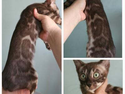 Zora - Bengal - Gallery Photo #1