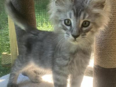 Nimbus - Maine Coon - Gallery Photo #1