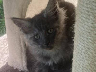 Gale - Maine Coon - Gallery Photo #1