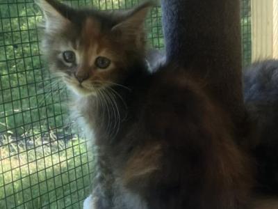 Hazelnut - Maine Coon - Gallery Photo #1