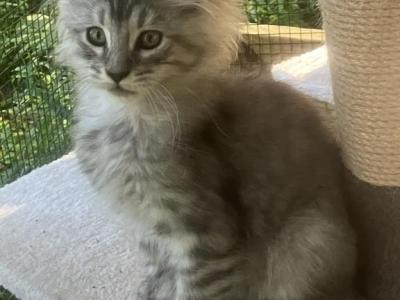 Tempest - Maine Coon - Gallery Photo #1