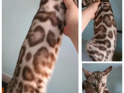 Soren Snow Sepia Bengal - Bengal - Gallery Photo #1