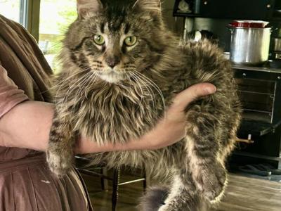 Whiskey - Maine Coon - Gallery Photo #1