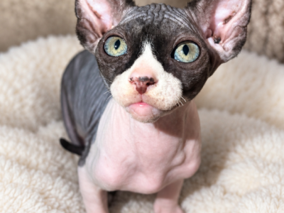 Jinx - Sphynx - Gallery Photo #1