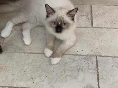 Minkas Kitten Chocolate Point Mitted - Ragdoll - Gallery Photo #1