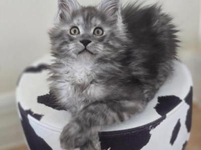 Maine Coon Male Black Smoke - Maine Coon - Gallery Photo #1