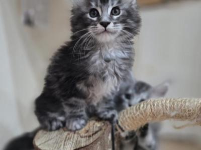 Maine Coon Black Silver Male - Maine Coon - Gallery Photo #1