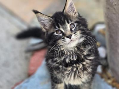 Female Maine Coon - Maine Coon - Gallery Photo #1