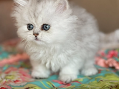 Exotic Persian Kittens - Persian - Gallery Photo #1