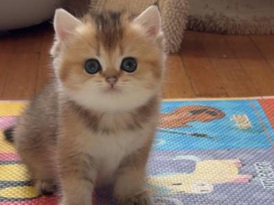 Rita - British Shorthair - Gallery Photo #1