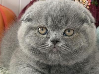 Monica - Scottish Fold - Gallery Photo #1