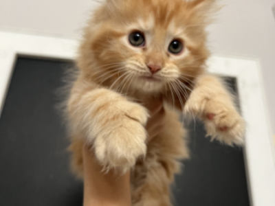 Mainecoon Ragdoll Babies - Maine Coon - Gallery Photo #1