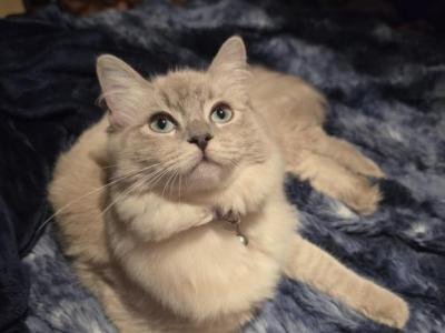 Sage - Ragdoll - Gallery Photo #1