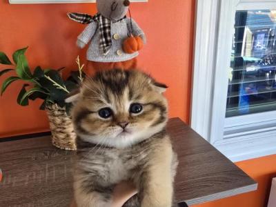Eclair - Scottish Fold - Gallery Photo #1