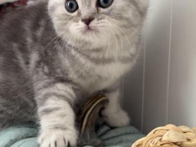 Derek - Scottish Fold - Gallery Photo #1