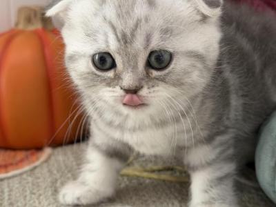 Chika - Scottish Fold - Gallery Photo #1