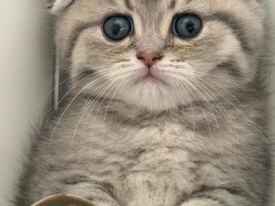 Danny - Scottish Fold - Gallery Photo #1