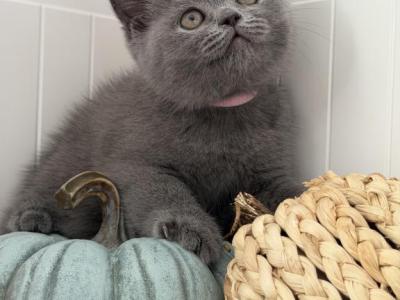 Tessa - British Shorthair - Gallery Photo #1