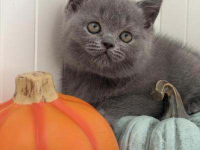 Britney - British Shorthair - Gallery Photo #1
