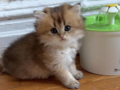 Sam - British Shorthair - Gallery Photo #1