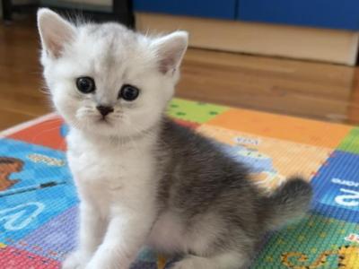 Tom - British Shorthair - Gallery Photo #1