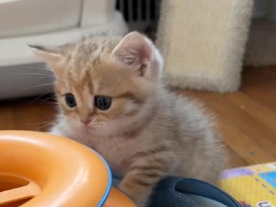 Denis - British Shorthair - Gallery Photo #1