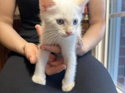 Siamese Kittens - Siamese - Gallery Photo #1