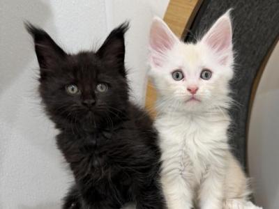 Leo Polydactyl MC - Polydactyl - Gallery Photo #1