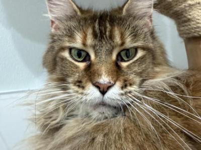 Nikol Tempio Di Vesta - Maine Coon - Gallery Photo #1