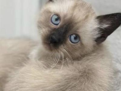Cute Siamese Girl - Siamese - Gallery Photo #1
