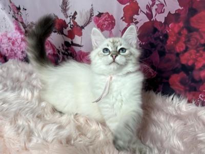 June - Siberian - Gallery Photo #1