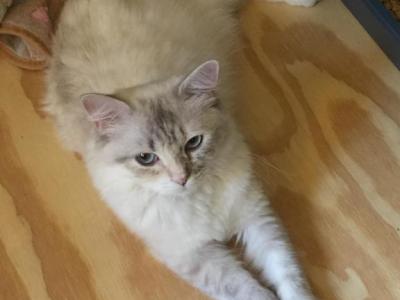 Chanels Babies - Ragdoll - Gallery Photo #1
