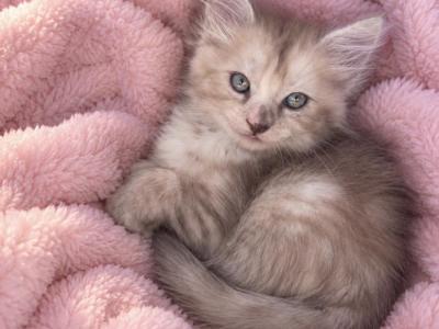 Baby Girl - Maine Coon - Gallery Photo #1