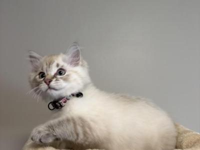 Misho - Siberian - Gallery Photo #1