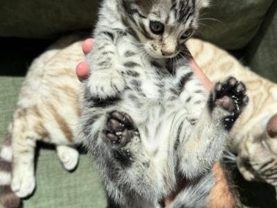 Puma - Bengal - Gallery Photo #1