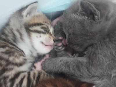 PURFECT  COMPANION - European Shorthair - Gallery Photo #1