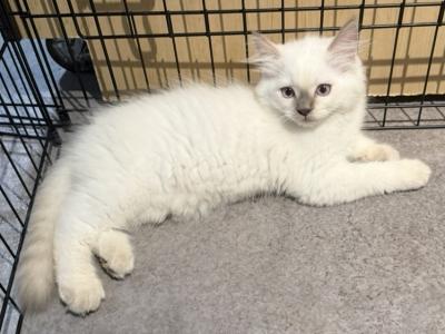 Arwyn - Ragdoll - Gallery Photo #1
