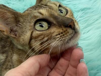 Eevee's Females - Bengal - Gallery Photo #1