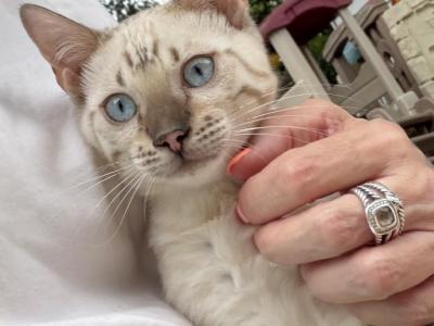 Ocean's Males - Bengal - Gallery Photo #1